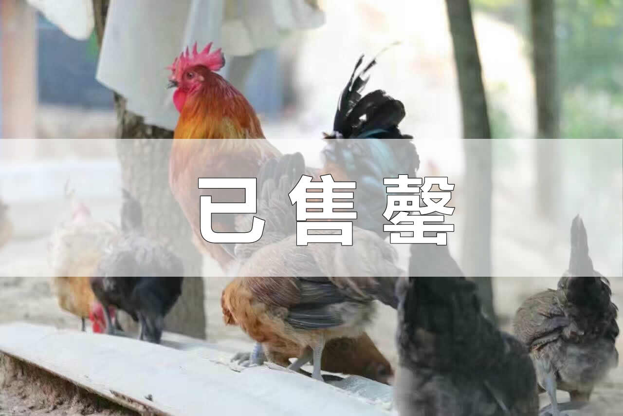 藍(lán)田育雛基地出售秦香二號(hào)青年母雞
